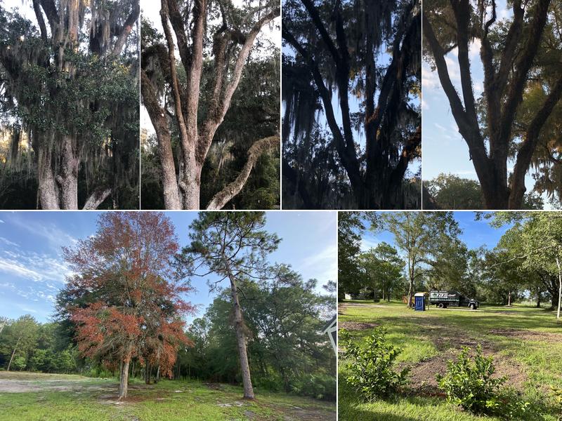 J & J Tree Experts Inc