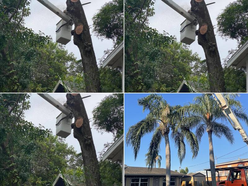 Lazaro Leal Landscaping and Tree Service LLC