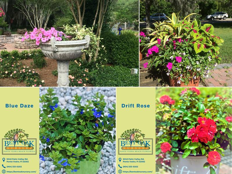 Bent Oak Nursery: Palm trees