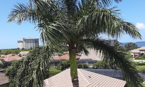 Palm King Landscaping and Tree Service
