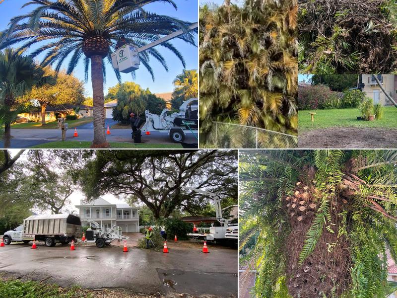 A Tree Trimming Service