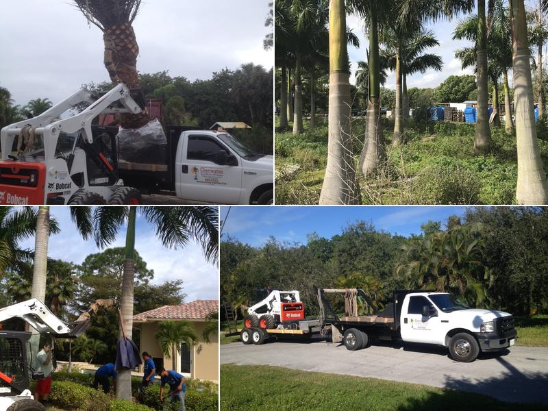 Cherrington Tree planting and Hedge installation