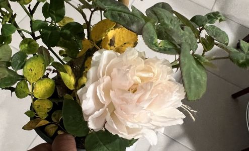 Angel Gardens Organic Rose Nursery