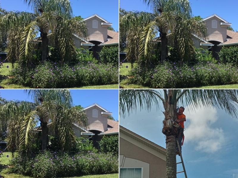 Burysek Tree Service
