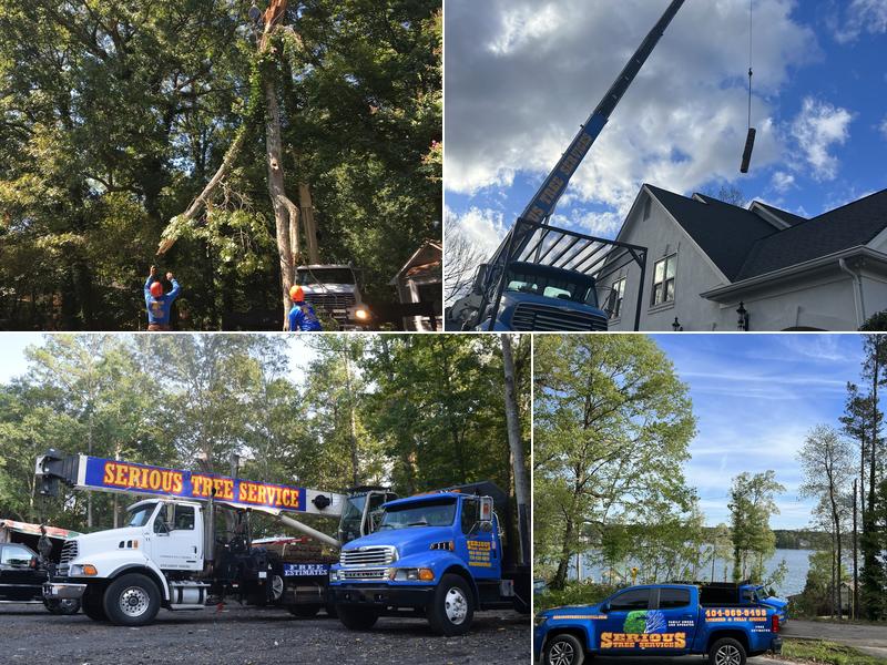 Serious Tree Services