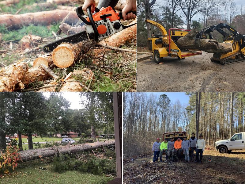 h tree experts