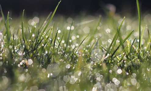 Jeff Williams Lawn Service Inc