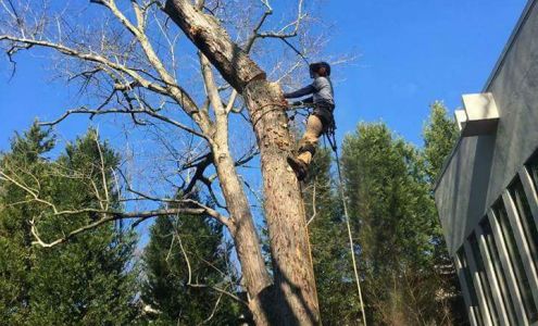 Arborguard 111 N Clarendon Ave, Avondale Estates Georgia 30002