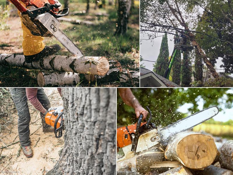 Atlanta Classic Tree Service