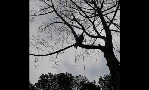 SPARROW TREE SERVICE LLC 647a Jenkins Bridge Rd, Westminster South Carolina 29693