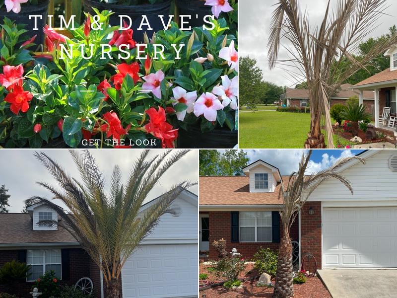 Tim & Dave's Nursery