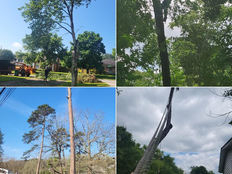 Ortiz Tree Service