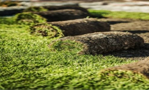 Southeastern Turf Grass 3494 Cameron Rd, Sylvania Georgia 30467