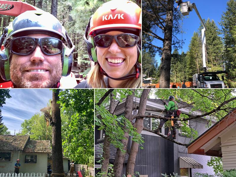 Sand Creek Tree Service