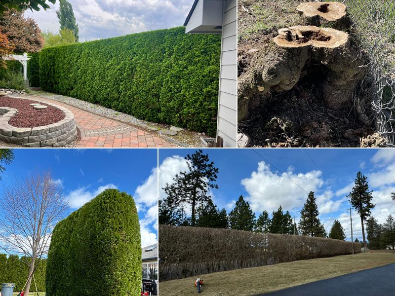 Advanced Arborists Tree Service