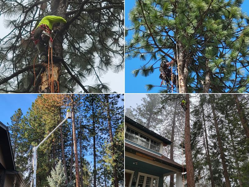 CDA Tree and Utility