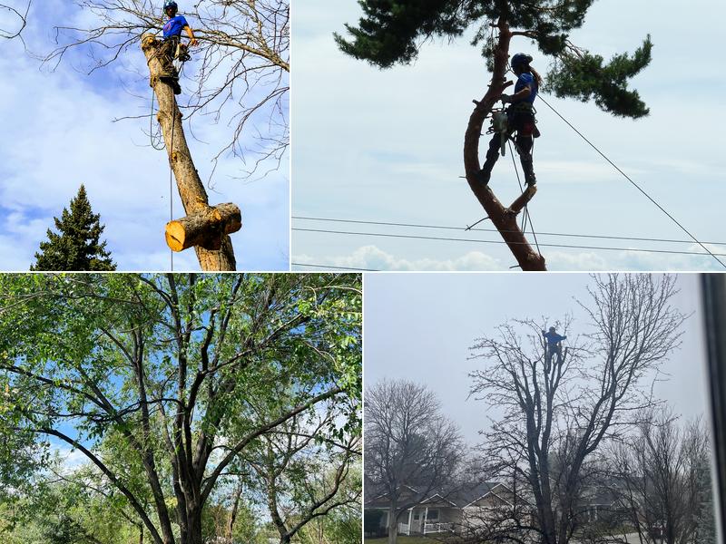 Majestic Tree Care LLC