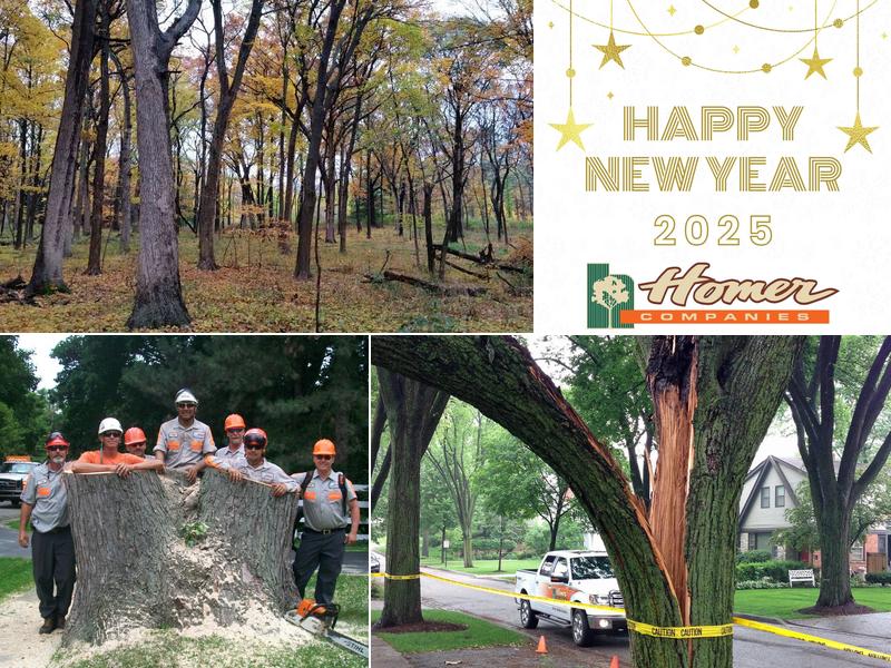 Homer Tree Care, Inc.