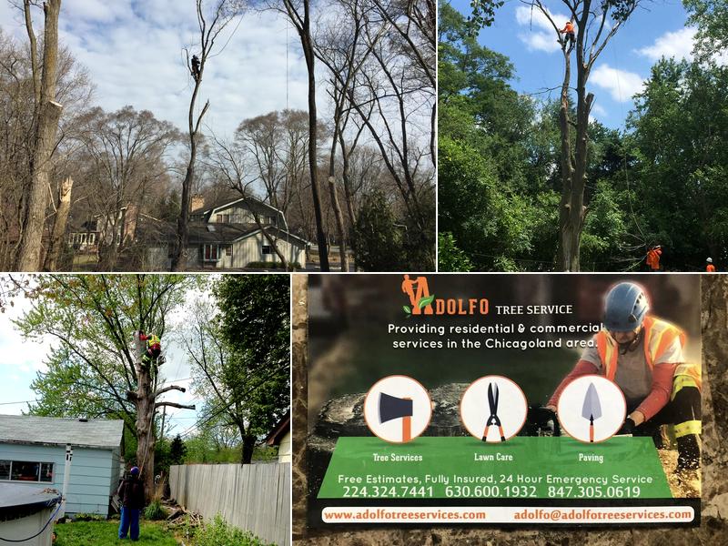 Adolfo Tree Services