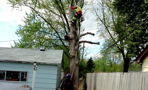 Adolfo Tree Services 1426 Indian Ln, Carpentersville Illinois 60110