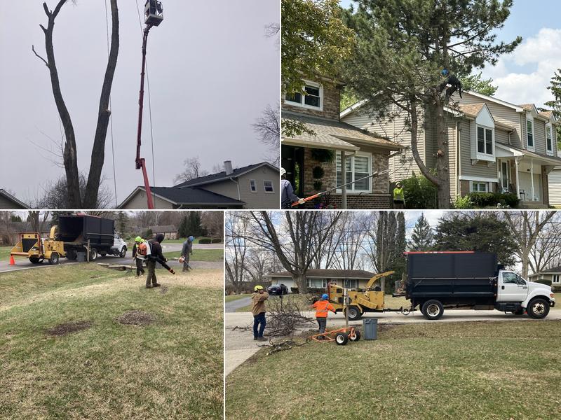 Rosas Tree Care Services