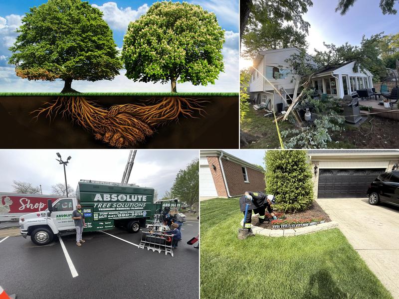 Absolute Tree Solutions