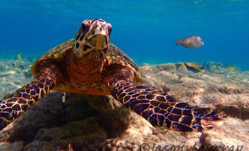 jasonsmarinelife.com