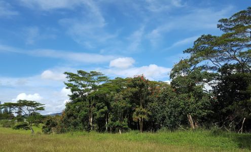 Paradise Bloom Landscaping