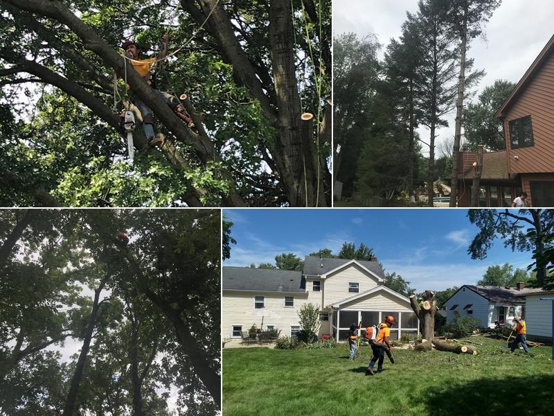 M&RG Tree Service Inc.