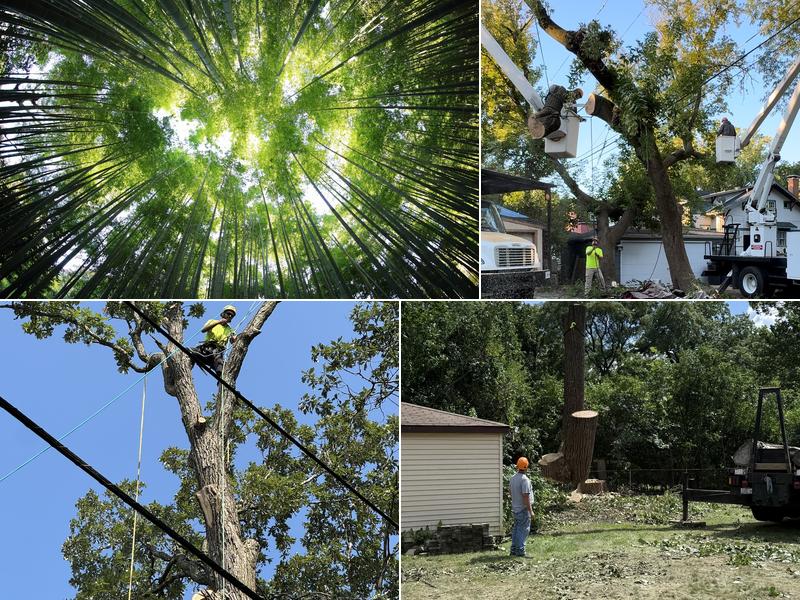 Bluders Tree Service & Landscaping Inc.