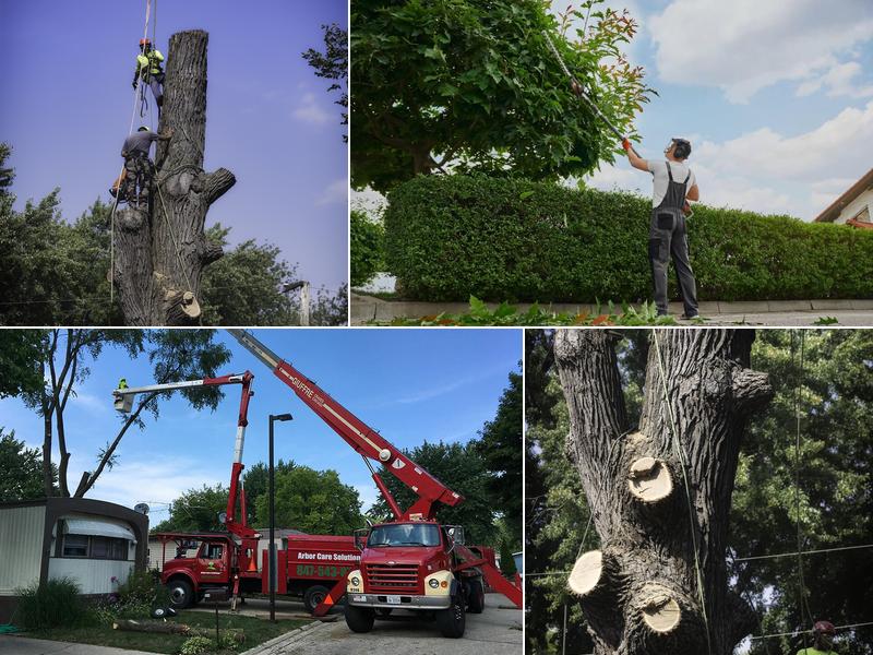 Arbor Care Solutions