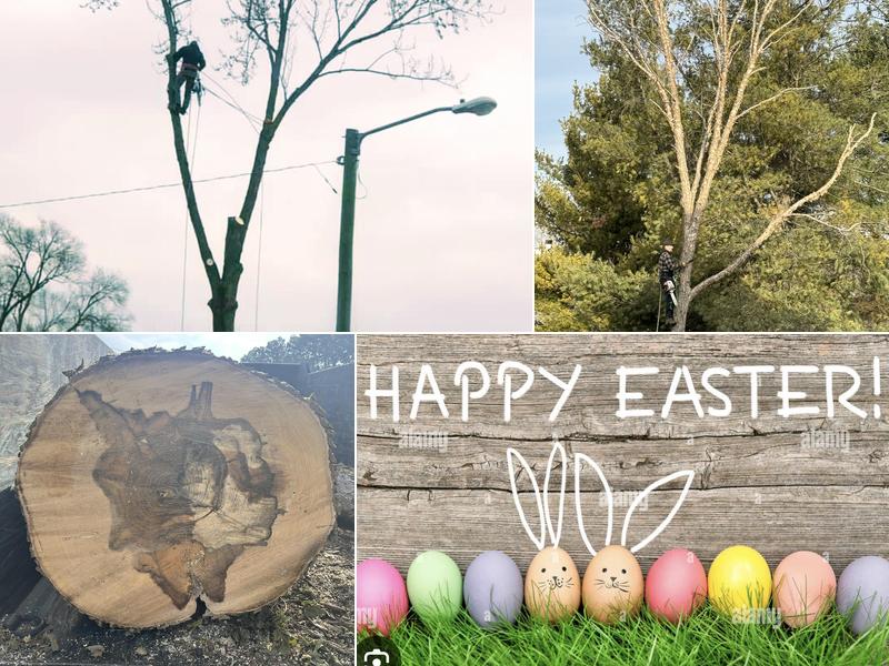 Climbing Cliffs Tree Service