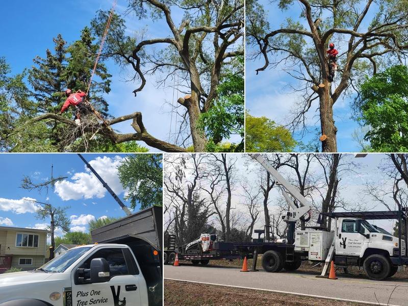 Plus One Tree Service Inc
