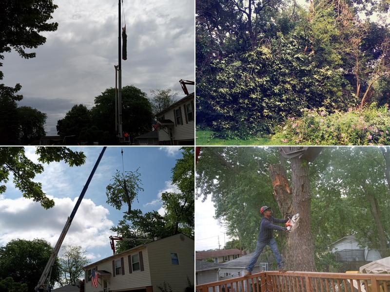 Easy Tree Services, Inc.