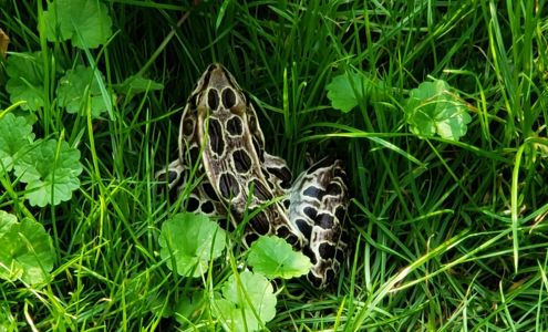 Rain Morning Irrigation Inc