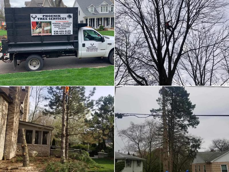 Phoenix tree services