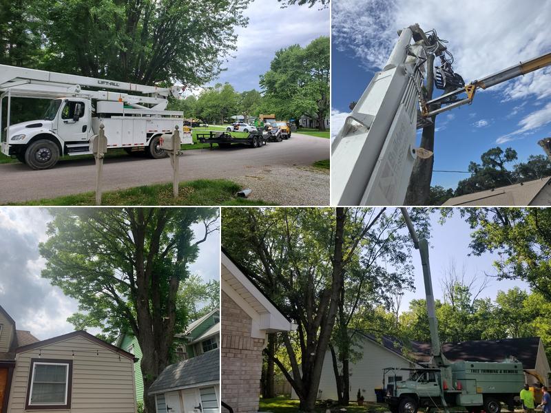 Elite Tree Services & Property Managament LLC