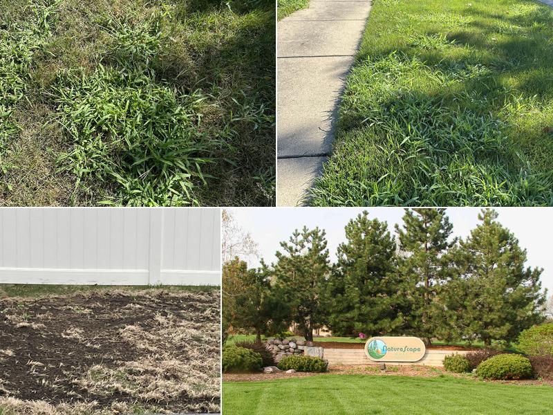 Naturescape Lawn and Landscape Care