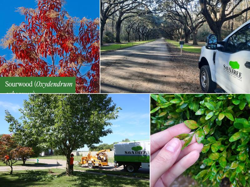 SavATree - Tree Service & Lawn Care