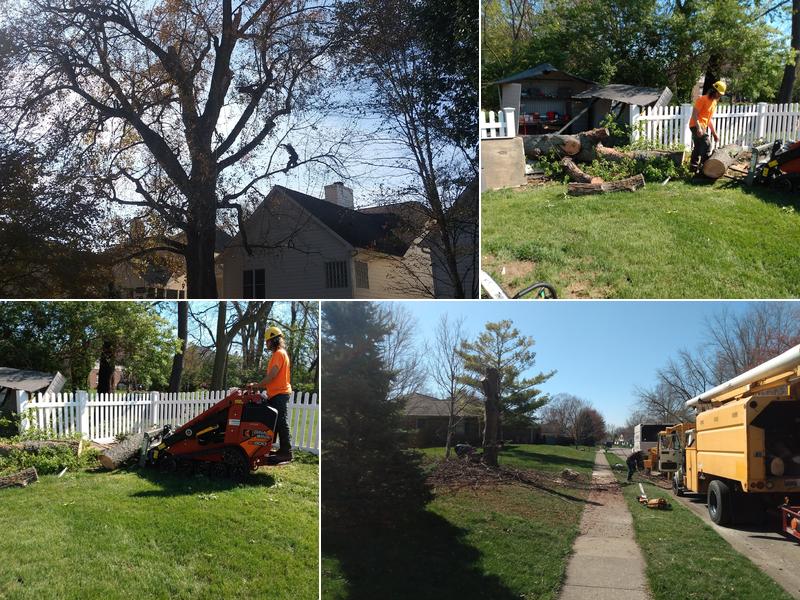 IndyArborist.com Tree Service LLC
