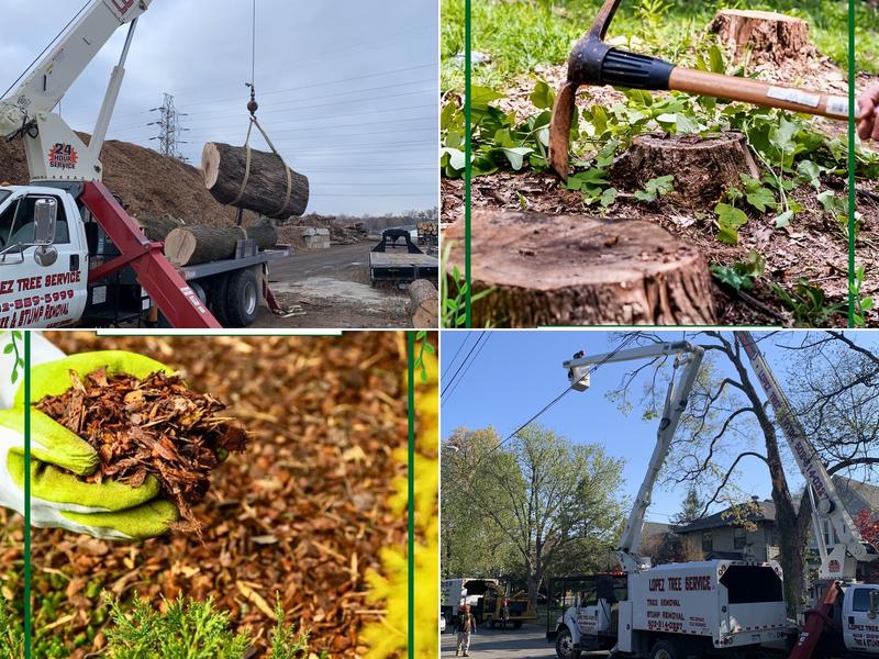 Lopez Tree Service
