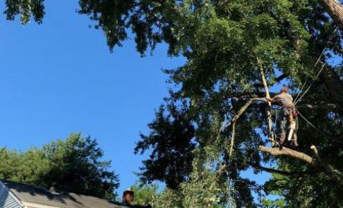 Fuzzy Beaver Tree Service c/o 7956, Howe Rd, Burlington Kentucky 41005