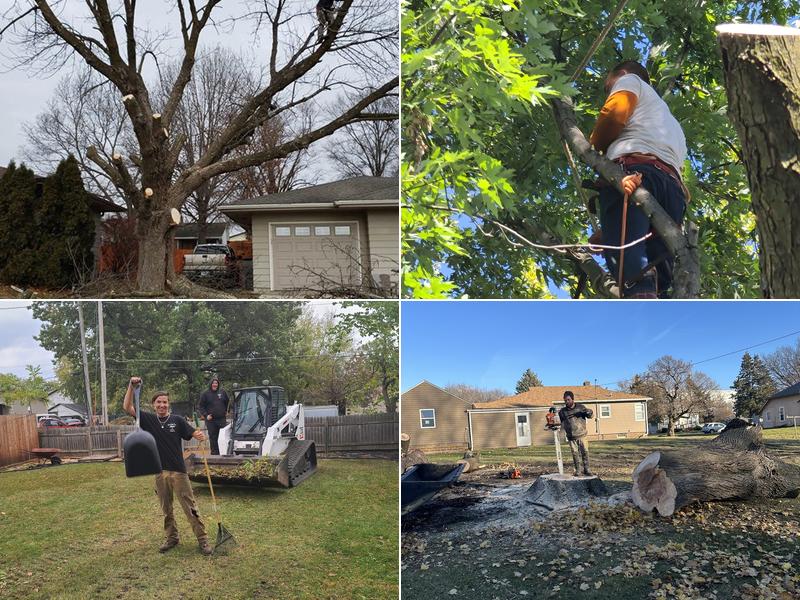 Skyline Tree Experts