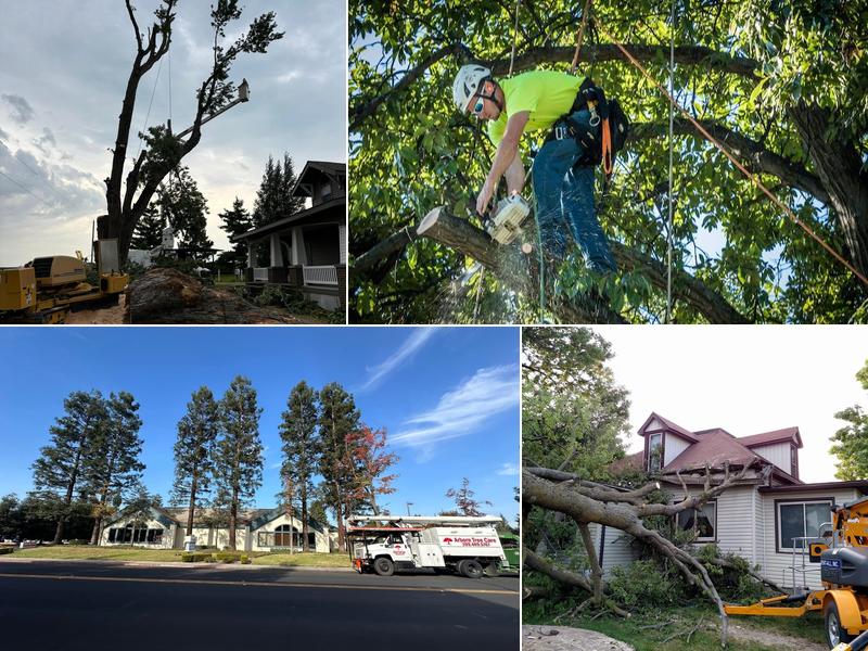 Des Moines Tree Service