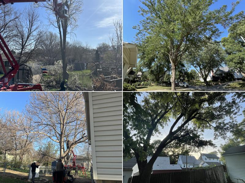 Tree Services of Omaha