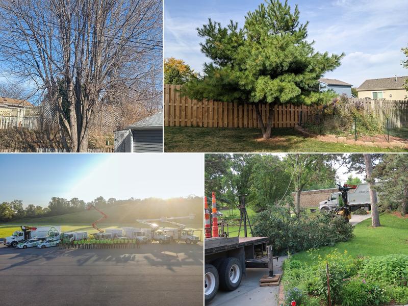 Arbor Aesthetics Tree Service