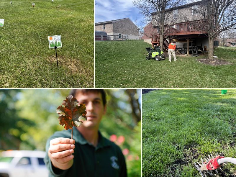 Healthy Lawns by Central Lawn Care