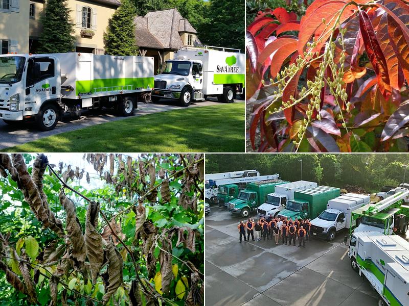 SavATree - Tree Service & Lawn Care