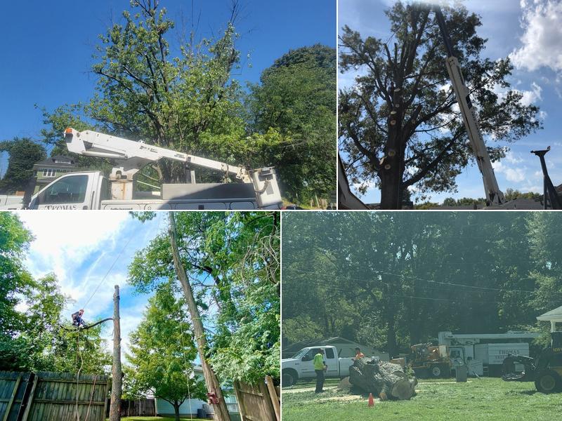 Thomas Tree Care, LLC