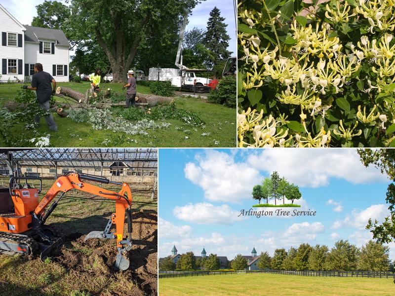 Arlington Tree Service